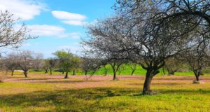 Πιστό στο ραντεβού του, το ροζ λιβάδι στην Κλήρου