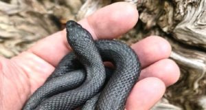 Η πανδημία «έβγαλε έξω» το κυπριακό νερόφιδο