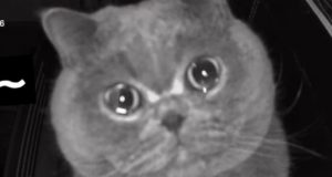 Γάτα μόνη στο σπίτι έγινε το απόλυτο viral – ΒΙΝΤΕΟ