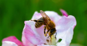 Βιοποικιλότητα: H ΕΕ εγκαινιάζει το εικονικό «Pollinator Park»