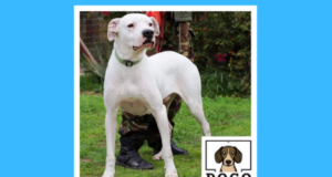 DOGO – Η πρώτη πλατφόρμα διαδικτυακής υιοθέτησης σκύλων στην Κύπρο