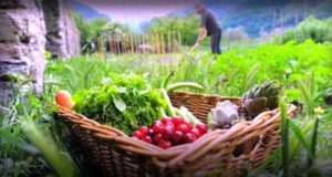 Νέο σχέδιο δράσης για ενίσχυση της βιολογικής παραγωγής