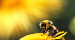 Zωτικής σημασίας οι μέλισσες
