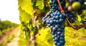 Μελέτη της EUROCERT θέτει τα θεμέλια υποβολής φακέλων ΠΟΠ/ΠΓΕ για αμπελοοινικά προϊόντα της Λεμεσού