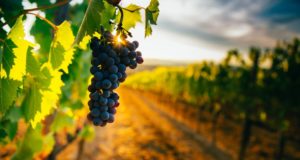 «Διατροφικός Χάρτης Αμπελοοινικών Προϊόντων και Παραγώγων Σταφυλιού» από την EUROCERT