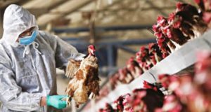 Αυτό μας έλειπε – Πρώτο κρούσμα γρίπης των πτηνών σε άνθρωπο στην Κίνα