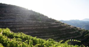 Άρθρο στους Financial Times εγκωμιάζει το κρασί Πετρίτης του Οινοποιείου Κυπερούντας