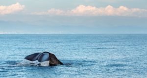 Εντοπίστηκε φάλαινα στα ανοιχτά της Λάρνακας – ΒΙΝΤΕΟ