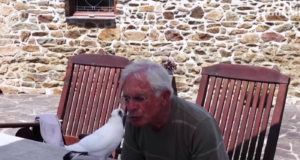 Γάλλος συνταξιούχος πηγαίνει παντού με ένα περιστέρι – ΒΙΝΤΕΟ