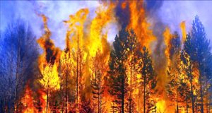 Αυξάνονται οι σκόπιμες πυρκαγιές – Τι δείχνουν τα στοιχεία του Τμήματος Δασών