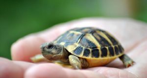 Το ‘χωρκατιλίκκη’ συνεχίζεται – Έδωσαν σε γάμο χελώνες για μπομπονιέρες