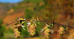Ρίγανη η Καρδιόφυλλη: ένα φυτό κόσμημα των κυπριακών βουνών