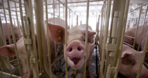 Η Ε.Ε θα προτείνει τη σταδιακή κατάργηση των κλουβιών για τα εκτρεφόμενα ζώα