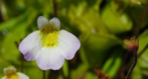 Πινγκουικούλα – Tο εντομοφάγο φυτό της Κύπρου