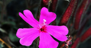 Ανάπτυξη φυσικού σαπουνιού από το ενδημικό φυτό Saponaria Cypria