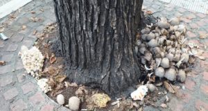 Η Θεσσαλονίκη γέμισε μανιτάρια – Φυτρώνουν παντού