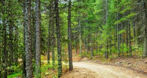 To Τρόοδος ανάμεσα στους πιο σημαντικούς ορεινούς βιότοπους της Ευρώπης