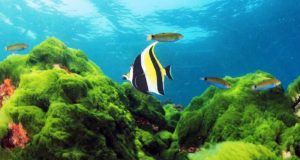 Προώθηση των φυκών για μαγειρική και άλλες χρήσεις από τους ευρωπαίους καταναλωτές