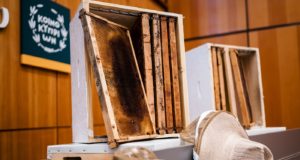 Ίδρυση κέντρου τεχνητής αναπαραγωγής Βασίλισσας – Μέλισσας