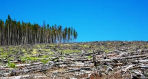 Μέσα σε 30 χρόνια χάθηκαν δασικές εκτάσεις μεγαλύτερες από την ΕΕ λόγω αποψίλωσης