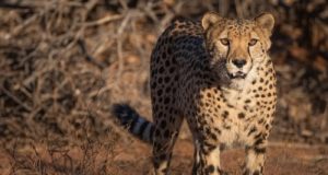 Ινδία: Τα άγρια τσιτά επιστρέφουν στη χώρα μετά από 7 δεκαετίες