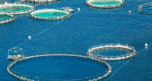 Εισαγόμενο το 70% των ψαριών που καταναλώνουν οι Ευρωπαίοι – Ανάγκη τόνωσης της υδατοκαλλιέργειας