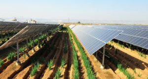 Πολλαπλά οφέλη για τη γεωργία από την εγκατάσταση αγροφωτοβολταϊκών