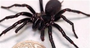 Γνωρίστε τον «Ηρακλή» – Η μεγαλύτερη αρσενική και πιο δηλητηριώδης αράχνη στον κόσμο – ΒΙΝΤΕΟ