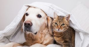 Όλα όσα πρέπει να γνωρίζετε για τη στείρωση μιας γάτας