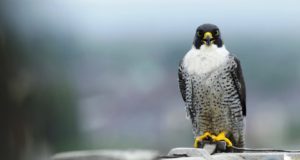 Πετρίτης: Το μαχητικό γεράκι μόνιμος κάτοικος Κύπρου – Δες εδώ 6 πληροφορίες που θα σε καταπλήξουν