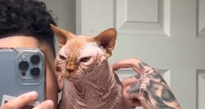 Bully cats: Η νέα τρομακτική μόδα – Kαι οι μεταλλάξεις εις βάρος της υγείας