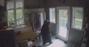 Βρήκε αρκούδα να ψαχουλεύει στην κουζίνα της, άνοιξε και το ψυγείο – BINTEO