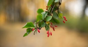 Βερβερίνη: Το φυσικό συμπλήρωμα που κατακτά τα μέσα κοινωνικής δικτύωσης