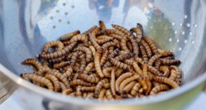 Ανακαλύφθηκε σκουλήκι που τρώει πλαστικά! Μπορεί να βοηθήσει στην προστασία του περιβάλλοντος;