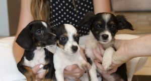 Εξαρθρώθηκε από τις Κτηνιατρικές Υπηρεσίες κύκλωμα εμπορίας ζώων