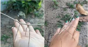 Έντομο που μοιάζει σαν κλαδί… χορεύει και γίνεται viral