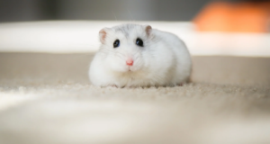 Αεροπλάνο καθηλώθηκε για 4 μέρες μετά από μαζική απόδραση 132 χάμστερ