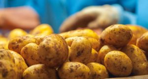 “Καίνε” οι πατάτες – Αύξηση στις τιμές κατά 57,21%