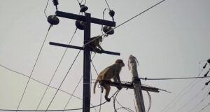 Μαϊμού προκάλεσε μπλακ άουτ στη Σρι Λάνκα – Στο σκοτάδι εκατομμύρια άνθρωποι