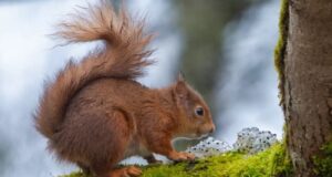 Σκίουροι, οι μεγαλύτεροι αναδασωτές της φύσης – Fun facts για τα μικρόσωμα τρωκτικά