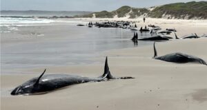 Αυστραλία: Μαζική ευθανασία σε 90 φάλαινες που εξόκειλαν σε ακτή της Τασμανίας