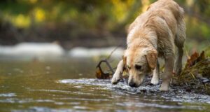 Δεξαμενές Νερού στην Ύπαιθρο: Ένας κίνδυνος για τα ζώα – Συστάσεις από το Υπουργείο Γεωργίας