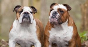 ΗΠΑ: Ληστής προσποιήθηκε επιληπτική κρίση και ο συνεργός του έκλεψε δύο κουτάβια