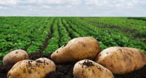 Το ψύχος «γονάτισε» τις πατατοκαλλιέργειες – Αυξήσεις στις τιμές και ελλείψεις το καλοκαίρι