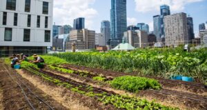 Ανάπτυξη της αστικής γεωργίας από την COWIN – Στο πλαίσιο του προγράμματος Restart