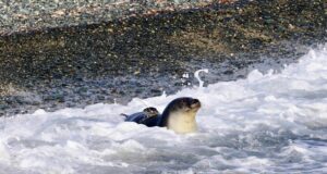 O ‘Παναγής’ επιστρέφει στο θαλάσσιο σπίτι του στην Πάφο