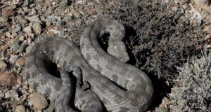 Στο νοσοκομείο δύο πρόσωπα μετά από δάγκωμα φίνας- Η κατάσταση της υγείας του