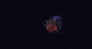 Κολοσσιαίο καλαμάρι καταγράφηκε ζωντανό στα βάθη του ωκεανού για πρώτη φορά (BINTEO)