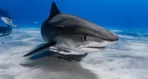 Ο μεγαλύτερος καρχαρίας του πλανήτη εμφανίζεται στις ακτές και εντυπωσιάζει τους βιολόγους