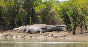 Τραγικός θάνατος για 13χρονο στην Ινδονησία: Πήγε να πιάσει μπάλα που έπεσε σε ποτάμι και τον άρπαξε κροκόδειλος